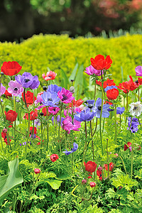 田野上花朵季节团体草原园艺植物紫色荒野环境草地草本植物图片