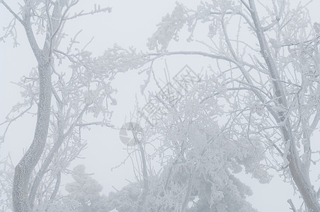 冻雨覆盖树木 在公园林中露面分支机构冻结季节液体冰雨雪花注意力森林液滴警告图片