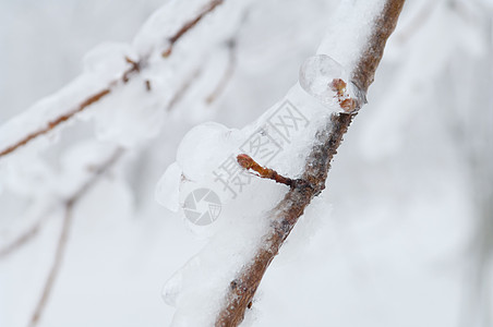 冻雨覆盖树木 在公园林中露面雪花分支机构警告液体水晶危险注意力冻结冻雨森林图片