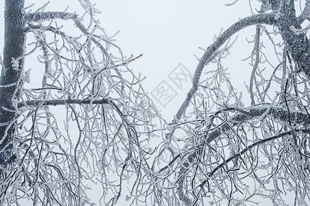 冻雨覆盖树木 在公园林中露面危险雪花季节分支机构冻雨液体警告液滴注意力水晶图片