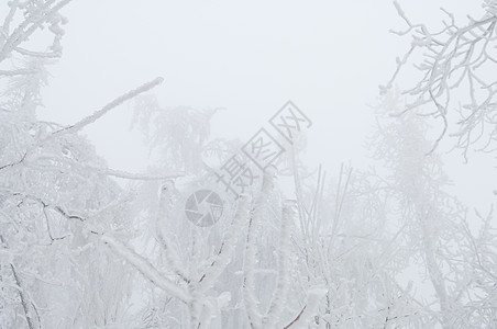 冻雨覆盖树木 在公园林中露面注意力雪花液滴冻结冰雨冻雨警告森林危险分支机构图片