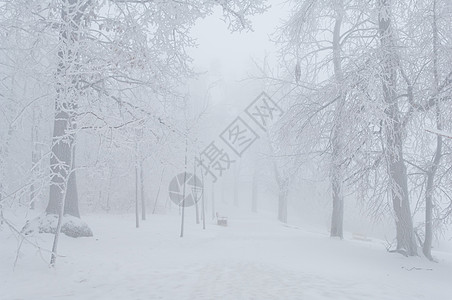 冻雨覆盖树木 在公园林中露面危险水晶雪花警告人行道冰雨冻结液滴注意力小路图片