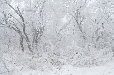 冻雨覆盖树木 在公园林中露面液体季节冻结雪花危险液滴分支机构注意力冻雨水晶图片