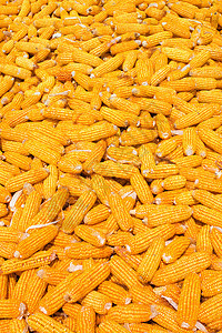玉米堆叠背景背景图片