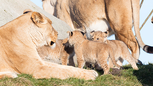 狮子和幼崽 探索周围环境野生动物猫科动物哺乳动物国王小猫黄色食肉牙齿成人绿色图片