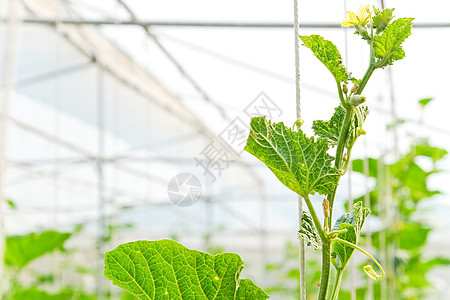 在温室里种植瓜子植物学蔬菜细绳生长苗圃农业植物园艺种植园市场图片