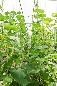 在温室里种植瓜子苗圃生长市场农业食物产品细绳植物学塑料叶子图片