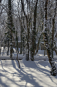 冬季森林和常春藤的磁性冬季景点 公园中积雪覆盖着森林和长河叶子雪花雪堆场景冻结季节寒意树干天气植物图片