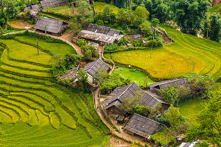 一个村庄的稻田图片