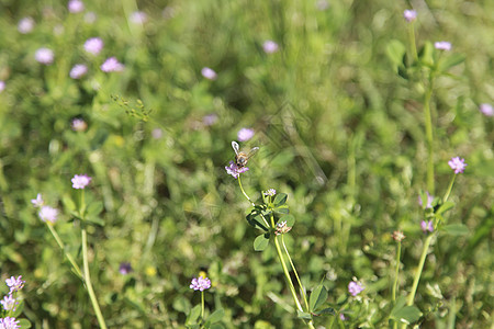 蜜蜂快乐花园野花牧场叶子野生动物晴天环境飞行昆虫图片