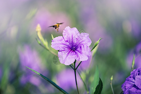 蜜蜂在紫色雨花上飞翔背景图片