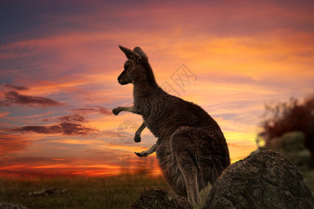 澳大利亚袋鼠日落图片