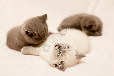三只小猫宠物婴儿水平动物食肉毛皮头发粉色白色灰色图片