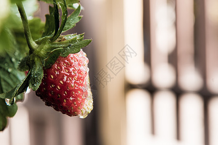 树上新鲜的草莓浆果甜点情怀农场植物木头树桩早餐农业水果叶子图片