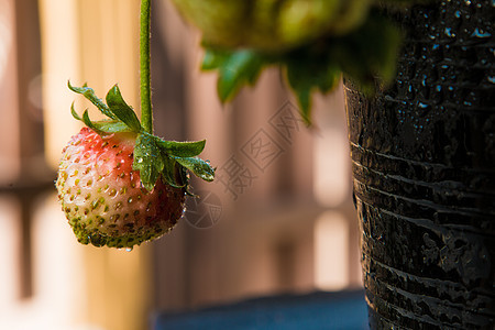 树上新鲜的草莓浆果树桩荒野花园食物水果树叶收成甜点木头农场图片