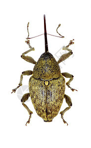白色背景上的角兽马尔沙姆 1802年动物棕色课程橡木害虫橡子腺体鞘翅目甲虫野生动物图片