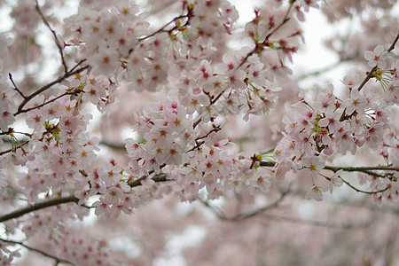 背景背景白佳乃樱桃花形 背景模糊的白彩色树枝宏观赏花生长季节植物植物群纹理性质花园花瓣图片