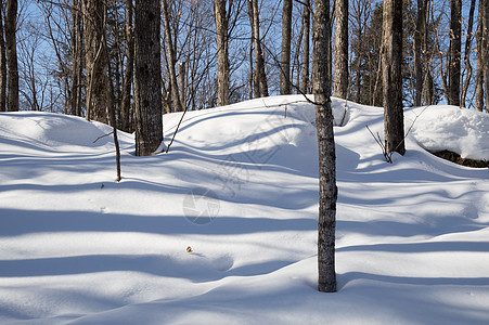 落叶树在雪中投下蓝色阴影冻结天气涟漪森林墙纸线条季节晴天雪堆树木图片