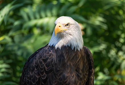 秃鹰肖像眼睛国家猎物翅膀正方形蓝色生物捕食者濒危猎鹰图片