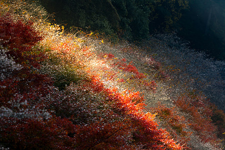 名古屋 秋天的森林公园光洋红叶世界花园旅游旅行观光植物群图片