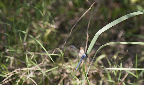 西庞鹰龙翅宏观昆虫蓝色脆弱性胸部翅膀池塘眼睛动物漏洞图片