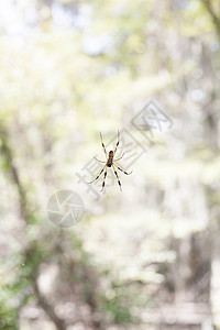 蜘蛛尺寸打猎网络捕食者编织荒野漏洞多样性生物学害虫图片