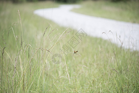 总督蝴蝶在草地上翅膀橙子花园国家野生动物动物植物昆虫脆弱性昆虫学图片