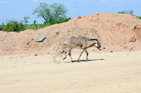 驴子用三只爪脚移动图片