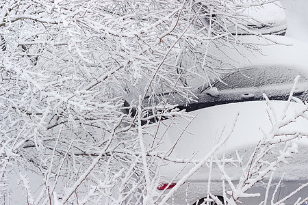 车停在树枝旁 上面布满雪图片