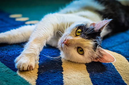 黑白猫背靠在地毯上躺着短发说谎爪子蓝色猫咪哺乳动物猫科动物惊喜睡眠宠物图片