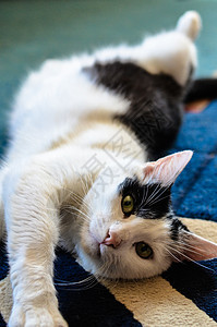 黑白猫背靠在地毯上躺着睡眠哺乳动物猫咪爪子警报高架说谎猫科动物毛皮宠物图片