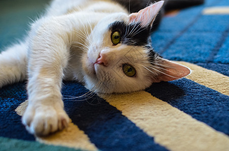 黑白猫背靠在地毯上躺着猫科动物惊喜眼睛说谎短发猫咪睡眠宠物毛皮胡须图片