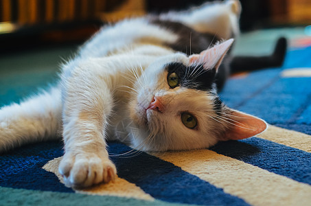 黑白猫背靠在地毯上躺着睡眠惊喜眼睛说谎猫科动物胡须宠物短发爪子哺乳动物图片