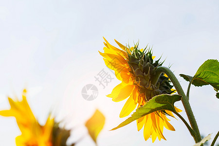 阳光下向日葵花园天空蓝色漏洞旅行假期季节农业农村蜜蜂图片