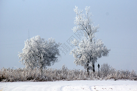 沿途的霜树场地乡村公园白色天气风景蓝色阳光季节天空图片