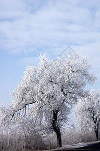 沿途的霜树公园季节阳光风景白色旅行场地乡村蓝色天气图片