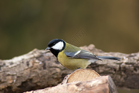 大提特Parus major和鸟类喂食眼睛花园翅膀木头野生动物绿色羽毛黄色山雀黑色图片