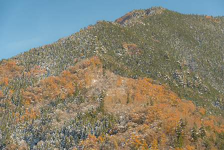 秋季森林景观树木风景胡同季节树叶环境橙子人行道分支机构爬坡图片