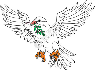 带有橄榄叶绘图的鸽子插图翅膀草图墨水画线岩鸽手工叶子家鸽手绘图片