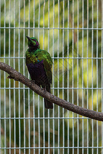 绿星鸟八哥荒野虹膜彩虹栖息绿色羽毛蓝色鸟类野生动物图片