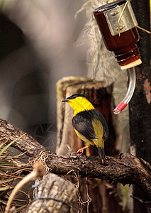 金领鹀羽毛翅膀鸟类荒野图片