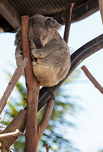 科拉熊法斯科拉尔克托斯野生动物荒野动物哺乳动物囊肿桉树图片