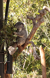 科拉熊法斯科拉尔克托斯动物荒野哺乳动物野生动物桉树囊肿图片