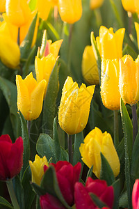 郁金香 美丽的郁金香花束 五颜六色的郁金香阳光太阳叶子花瓣草地花园蓝色植物群晴天季节图片