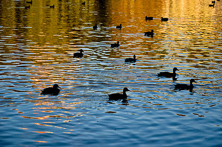 晚上在绿绿绿湖上鸭子鸟类游泳家庭动物小鸭子池塘反射婴儿蓝色野生动物图片