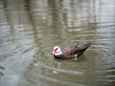 鸭鸟羽毛水禽观鸟气泡池塘自然游泳反射水坑公园图片