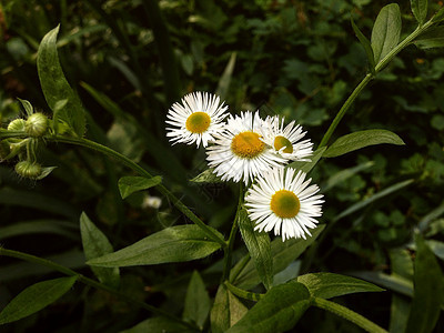 绿草背景上的白甘菊图片