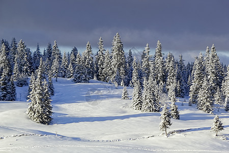 瑞士冬季的Jura山Jura山森林白色全景蓝色天气天空季节针叶木头图片