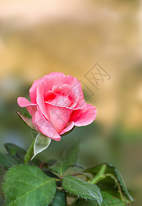 粉红玫瑰花花树叶绿色发芽日光园艺植物群粉色女性化花瓣花园图片