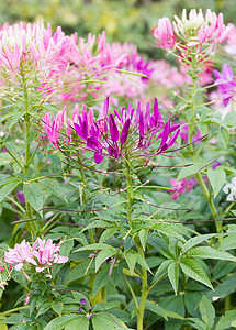 花园里的粉红蜘蛛花植物绿化园艺清洁剂园林公园蜘蛛生长植物群紫色图片